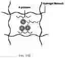 Fig. 17 - Zwitterionic polymer-insulin compositions and related methods