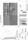Fig. 09 - COMPOSITIONS AND METHODS FOR THE DIAGNOSIS AND TREATMENT OF RETINOPATHIES