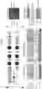 Fig. 15 - COMPOSITIONS AND METHODS FOR THE DIAGNOSIS AND TREATMENT OF RETINOPATHIES