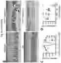 Fig. 21 - COMPOSITIONS AND METHODS FOR THE DIAGNOSIS AND TREATMENT OF RETINOPATHIES