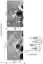 Fig. 35 - COMPOSITIONS AND METHODS FOR THE DIAGNOSIS AND TREATMENT OF RETINOPATHIES