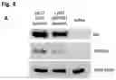 Fig. 14 - AAV GENE THERAPY FOR TREATING NEPHROTIC SYNDROME