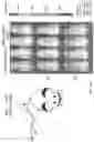 Fig. 12 - MICROENVIRONMENT SENSORS TO REGULATE ENGINEERED GENE EXPRESSION