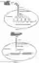 Fig. 18 - MICROENVIRONMENT SENSORS TO REGULATE ENGINEERED GENE EXPRESSION