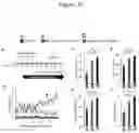 Fig. 21 - DELIVERY OF POLYNUCLEOTIDES USING RECOMBINANT AAV9