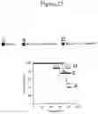 Fig. 22 - DELIVERY OF POLYNUCLEOTIDES USING RECOMBINANT AAV9