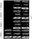 Fig. 22 - THERAPEUTIC AGENTS AND USES THEREOF