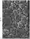 Fig. 20 - BACTERICIDAL COATING COMPOSITIONS AND METHODS USING SAME