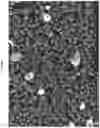 Fig. 22 - BACTERICIDAL COATING COMPOSITIONS AND METHODS USING SAME