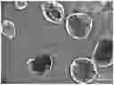 Fig. 01 - Conformal coating of cells for immunoisolation
