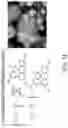 Fig. 36 - Conformal coating of cells for immunoisolation