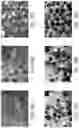 Fig. 38 - Conformal coating of cells for immunoisolation