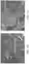 Fig. 19 - Eggshell Particle Containing Hydrogels And Prepolymer Compositions For Biomedical Applications