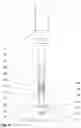 Fig. 03 - Applicator for Microneedle Patch