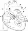 Fig. 01 - METHOD AND SYSTEM FOR DETERMINING A FLOW SPEED OF A FLUID FLOWING THROUGH AN IMPLANTED, VASCULAR ASSISTANCE SYSTEM