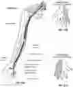 Fig. 45 - Method and apparatus for transdermal stimulation over the palmar and plantar surfaces