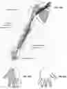 Fig. 48 - Method and apparatus for transdermal stimulation over the palmar and plantar surfaces
