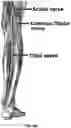 Fig. 52 - Method and apparatus for transdermal stimulation over the palmar and plantar surfaces
