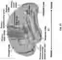 Fig. 55 - Method and apparatus for transdermal stimulation over the palmar and plantar surfaces