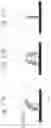 Fig. 19 - MAGNETIC DEVICE FOR TREATING LIVING TISSUES