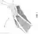 Fig. 02 - Swim fin