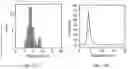 Fig. 13 - Synthesis of Nanoparticles by Sonofragmentation of Ultra-Thin Substrates