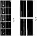 Fig. 12 - Apparatus and a method for patterning biological cells