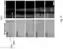 Fig. 17 - Apparatus and a method for patterning biological cells