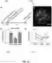 Fig. 13 - MICROFLUIDIC DEVICE FOR LIVE CELL MANIPULATION AND ANALYSIS