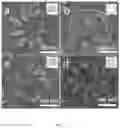Fig. 05 - Method for laser-induced growth of nano-units to form oriented, chiral, and complex structures