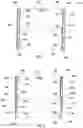 Fig. 02 - Sliding golf cart windshield assembly