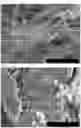 Fig. 17 - METAL-BASED STRUCTURE OR NANOPARTICLES CONTAINING HYDROGEN, AND METHOD FOR PRODUCING SAME
