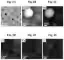 Fig. 03 - TWO-DIMENSIONAL LEAD-FREE DOUBLE PEROVSKITE AND USES THEREOF