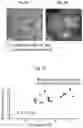 Fig. 04 - TWO-DIMENSIONAL LEAD-FREE DOUBLE PEROVSKITE AND USES THEREOF