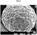 Fig. 05 - POSITIVE ELECTRODE ACTIVE MATERIAL FOR LITHIUM ION SECONDARY BATTERY, METHOD OF MANUFACTURING POSITIVE ELECTRODE ACTIVE MATERIAL FOR LITHIUM ION SECONDARY BATTERY, AND LITHIUM ION SECONDARY BATTERY