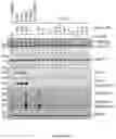 Fig. 19 - SMALL MOLECULES