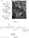 Fig. 25 - SMALL MOLECULES