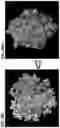Fig. 11 - Desmoglein 2 (DSG2) binding proteins and uses therefor