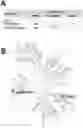 Fig. 01 - POLYPEPTIDES FOR RESTORING ENDOTHELIAL FUNCTION AND METHODS OF USE THEREOF
