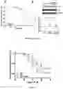 Fig. 08 - POLYPEPTIDES FOR RESTORING ENDOTHELIAL FUNCTION AND METHODS OF USE THEREOF