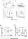 Fig. 13 - POLYPEPTIDES FOR RESTORING ENDOTHELIAL FUNCTION AND METHODS OF USE THEREOF