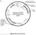 Fig. 20 - Recombinant lubricins, and compositions and methods for using the same