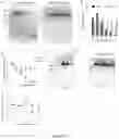 Fig. 23 - Recombinant lubricins, and compositions and methods for using the same