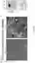 Fig. 26 - Recombinant lubricins, and compositions and methods for using the same