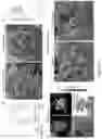 Fig. 34 - Recombinant lubricins, and compositions and methods for using the same