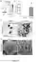 Fig. 40 - Recombinant lubricins, and compositions and methods for using the same