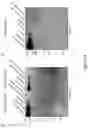 Fig. 29 - RECOMBINANT MUCINS, AND COMPOSITIONS AND METHODS FOR USING THE SAME