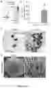 Fig. 37 - RECOMBINANT MUCINS, AND COMPOSITIONS AND METHODS FOR USING THE SAME