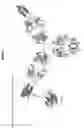 Fig. 03 - ANTIBODY CYTOKINE ENGRAFTED COMPOSITIONS AND METHODS OF USE FOR IMMUNOREGULATION