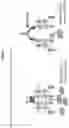 Fig. 17 - ANTIBODY CYTOKINE ENGRAFTED COMPOSITIONS AND METHODS OF USE FOR IMMUNOREGULATION